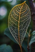 A delicate, translucent leaf showcasing intricate vein patterns against a blurred background. photo