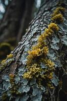 Close-up of textured tree bark adorned with vibrant moss and lichen. photo