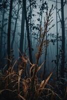 A misty forest scene with dry grass and trees, evoking a sense of mystery and solitude. photo