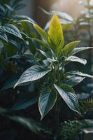 Lush green plant with vibrant leaves in soft natural light. photo