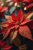 A close-up of a vibrant red poinsettia flower with lush green leaves. photo
