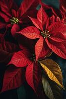 A close-up of vibrant red poinsettia leaves with varying shades, showcasing their natural beauty. photo