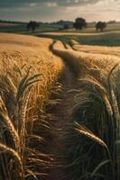 A serene pathway through golden wheat fields under a soft, cloudy sky. photo