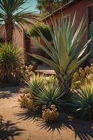 A desert garden featuring various agave plants and a rustic building in the background. photo