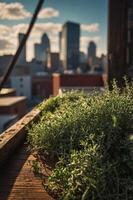 A close-up of greenery on a balcony with a city skyline in the background. photo