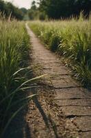 A narrow path winding through tall grass in a serene natural setting. photo