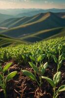 Lush green seedlings growing in fertile soil with rolling hills in the background. photo