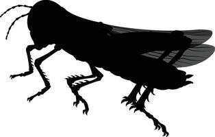 Grasshopper Silhouette, Insect Icon, Nature Symbol vector