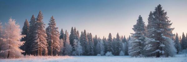 Frosty trees in the winter forest photo