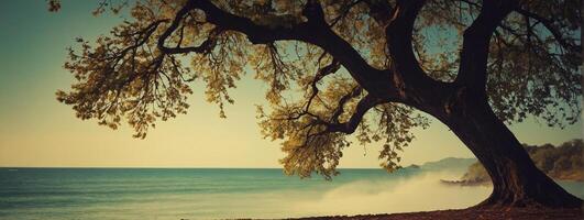 A tree is sitting on the beach next to the ocean photo