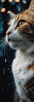 A cat looking up at the sky with lights in the background photo