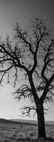A black and white photo of a bare tree