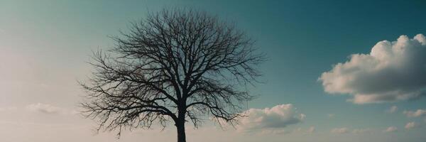 A lone tree stands in the middle of a field photo