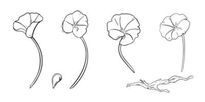 Centella asiatica black white illustration isolated. Pennywort, drop and driftwood hand drawn graphic monochrome. Gotu kola linear sketch for package, label. Centella round leaves plant in set. vector