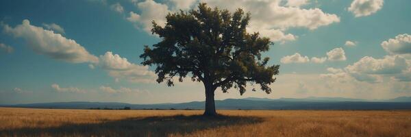 A lone tree stands in a field with a blue sky photo