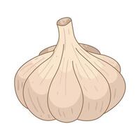 Illustration of garlic vector