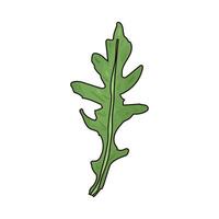 Illustration of Arugula vector