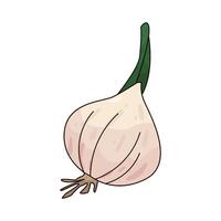 Illustration of garlic vector