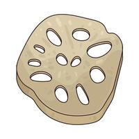 Illustration of Lotus Root vector