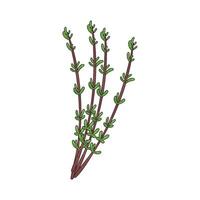 Illustration of Thyme vector