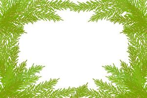 Frame of fir branches, coniferous green twigs, Christmas New Year design element, transparent background. vector