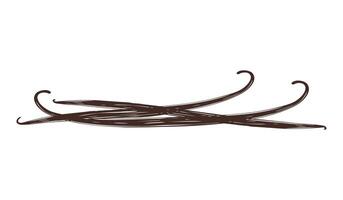 Pods sticks vanilla. Set of vanilla sticks for design. Sketch stylized brown drawing isolated on white background. vector