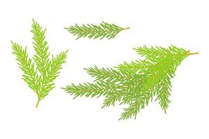 Fir branches, coniferous green twigs, elements of Christmas New Year design, isolated on white background. vector