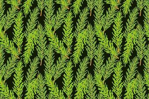 Pattern of fir branches, coniferous green branches, Christmas holiday background, backdrop, backing, on dark background. vector