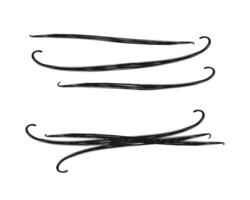 Vanilla pod sticks. Set of vanilla sticks for design. Sketch stylized drawing isolated on white background. vector