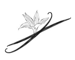 Vanilla orchid flower with vanilla sticks pods. Sketch stylized drawing isolated on white background. vector