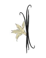 Vanilla orchid flower with vanilla sticks pods. Vertical sketch, stylized drawing, isolated on white background. vector