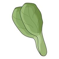 illustration of Spinach vector