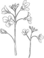 cuckoo flower plant sketch illustration vector