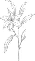wild lily digital sketch illustration vector