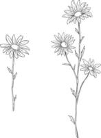 Daisy flower sketch botanical illustration vector
