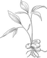 Seed sprout floral botanical sketch illustration vector