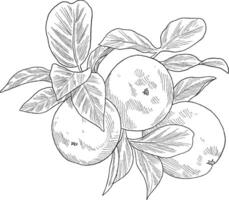 Orange fruit botanical sketch illustration vector