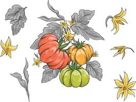 Tomato fruit botanical colored sketch illustration vector