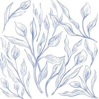 anthurium botanical floral pattern sketch illustration vector