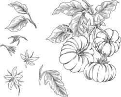 Tomato fruit botanical sketch illustration vector