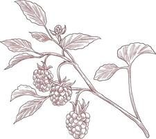 rasberries fruit plant botanical sketch illustration vector