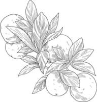 Orange fruit botanical sketch illustration vector