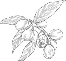 Loquat fruit botanical sketch illustration vector