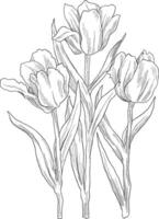 Red parrot tulips digital sketch illustration vector