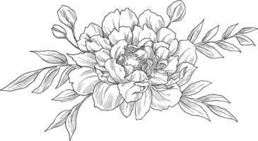 Peony pattern sketch botanical illustration vector