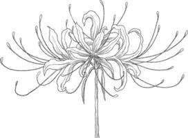 red Spiderlily flower sketch botanical illustration vector