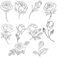 Detailed Rose and Bud Outline Set for Coloring Pages vector