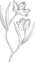 Red parrot tulips digital sketch illustration vector