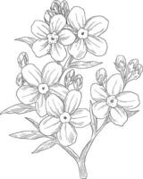Forget me not floral sketch illustration vector
