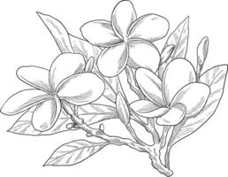 Frangipani flower botanical sketch illustration vector